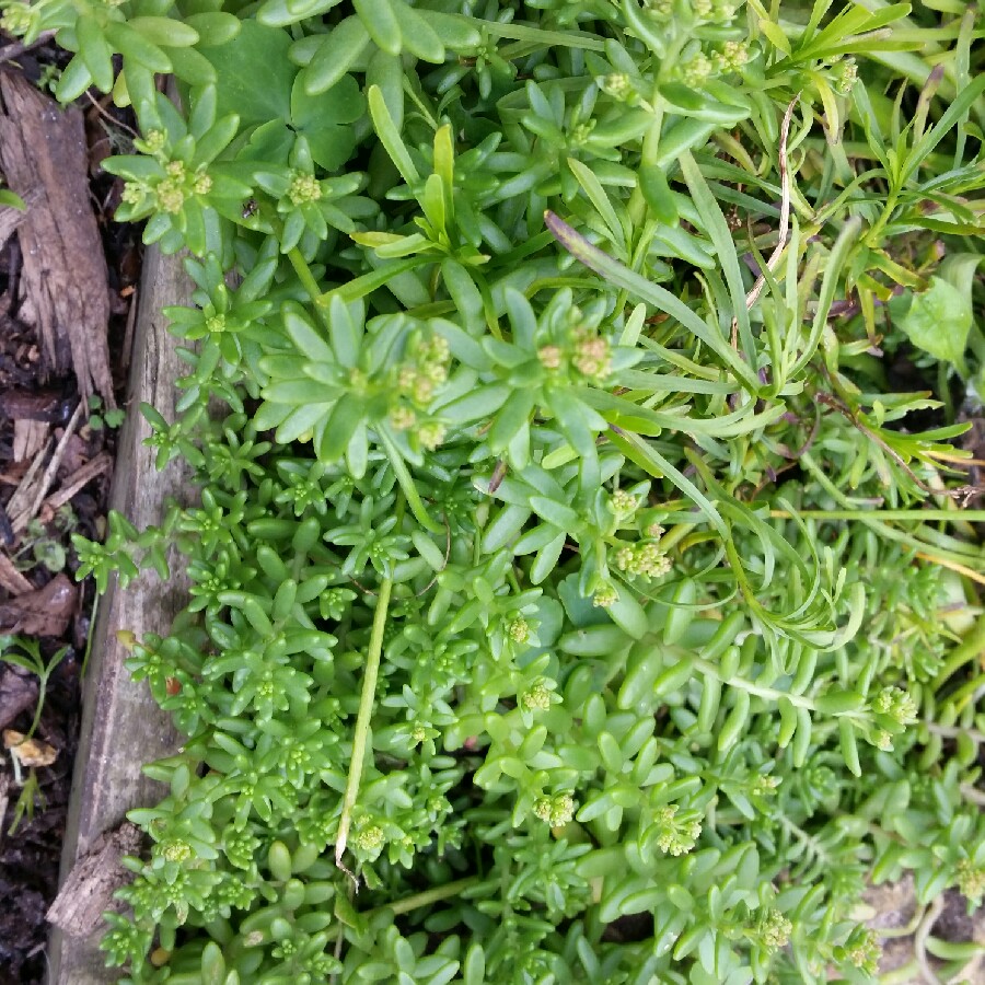 Mesembryanthemum Basutoland (Delosperma nubigenum) in the GardenTags plant encyclopedia Yellow ice plant in the GardenTags plant encyclopedia