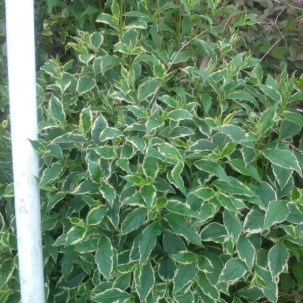 Weigela Praecox Variegata in the GardenTags plant encyclopedia Weigela Praecox Variegata in the GardenTags plant encyclopedia