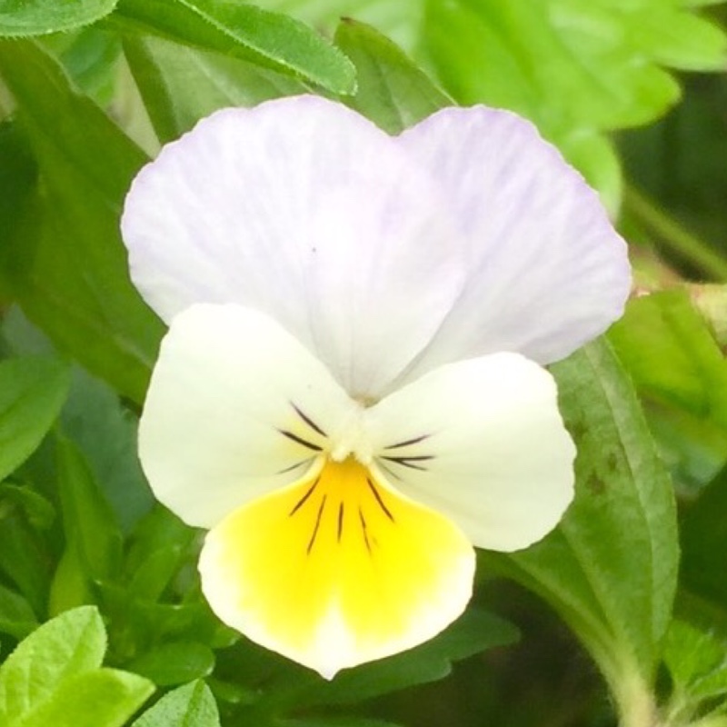 Viola arvensis in the GardenTags plant encyclopedia Field Pansy in the GardenTags plant encyclopedia