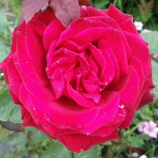 Rosa Crimson Glory in the GardenTags plant encyclopedia Rose Crimson Glory (Climbing Hybrid Tea) in the GardenTags plant encyclopedia