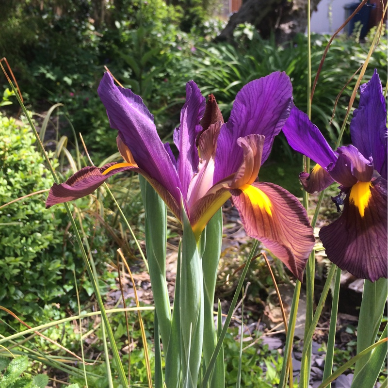 Iris x hollandica Eye of the Tiger in the GardenTags plant encyclopedia Dutch Iris Eye of the Tiger in the GardenTags plant encyclopedia