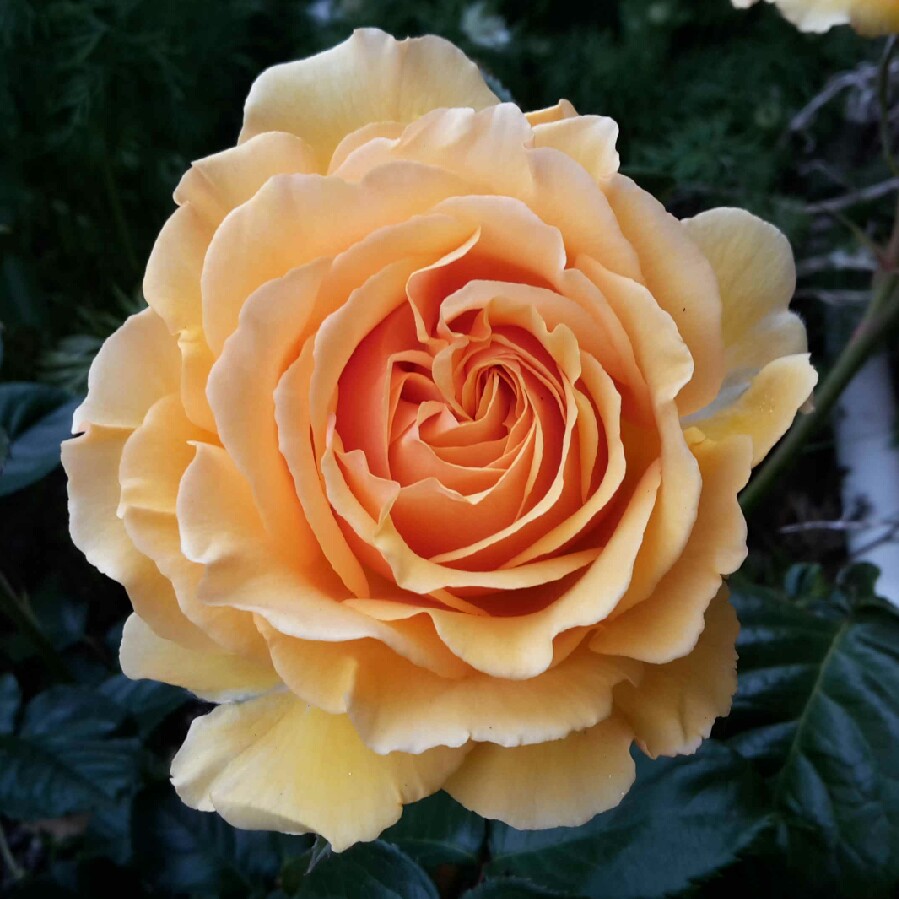 Rosa Sweet Dream in the GardenTags plant encyclopedia Rose Sweet Dream in the GardenTags plant encyclopedia