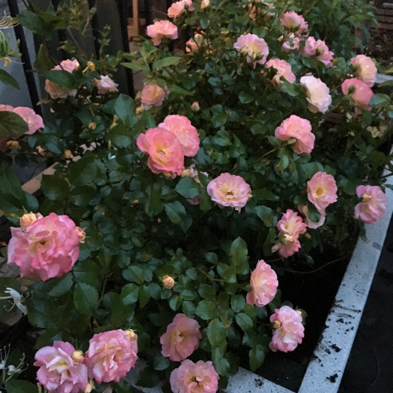 Rosa Meiggili Peach drift in the GardenTags plant encyclopedia Rose Peach drift in the GardenTags plant encyclopedia
