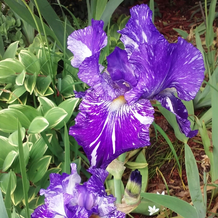 Iris x germanica Batik in the GardenTags plant encyclopedia Bearded Iris Batik (Border) in the GardenTags plant encyclopedia