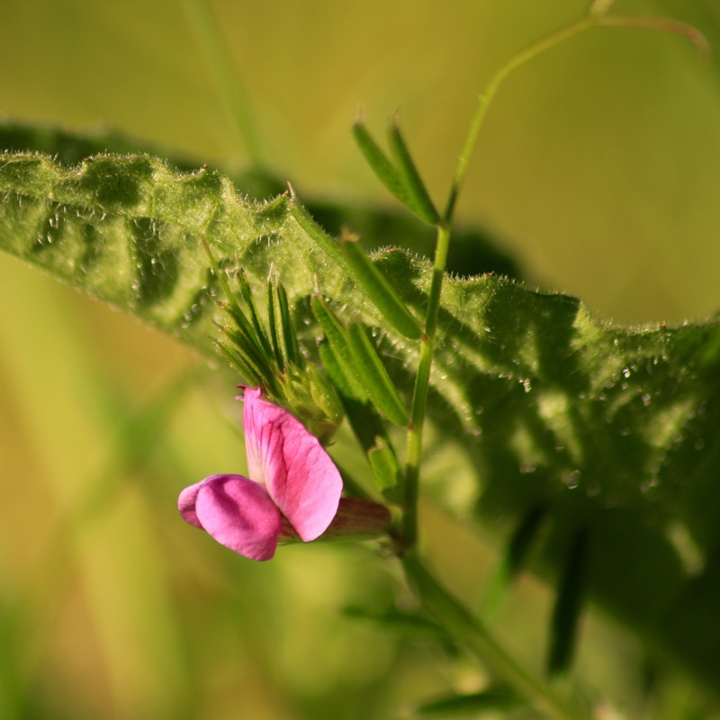Vicia sativa syn. Vicia bacla ; Vicia communis ; Vicia glabra ; Vicia nemoralis in the GardenTags plant encyclopedia Common Vetch in the GardenTags plant encyclopedia