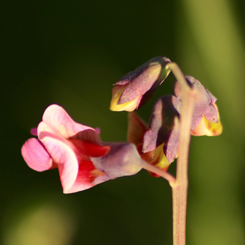 Lathyrus linifolius in the GardenTags plant encyclopedia Wood bitter-vetch in the GardenTags plant encyclopedia