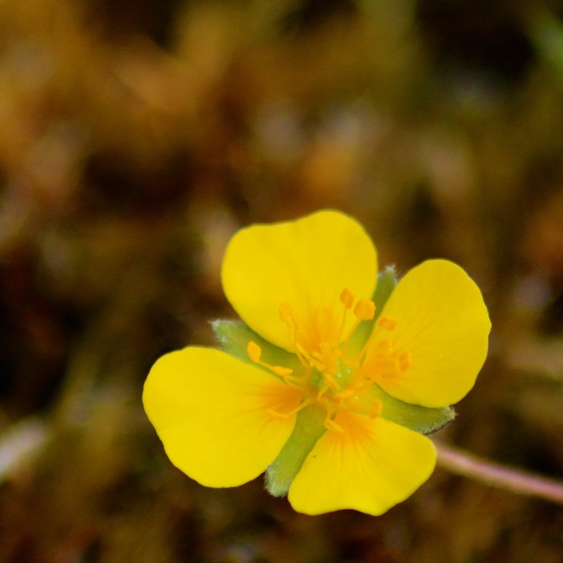 Potentilla erecta Tormentilla in the GardenTags plant encyclopedia Potentilla Tormentilla in the GardenTags plant encyclopedia