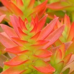 Crassula Campfire in the GardenTags plant encyclopedia