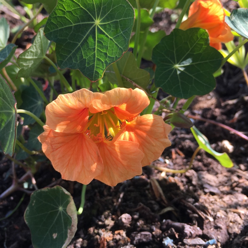 Tropaeolum majus Salmon Baby in the GardenTags plant encyclopedia Nasturtium Salmon Baby in the GardenTags plant encyclopedia