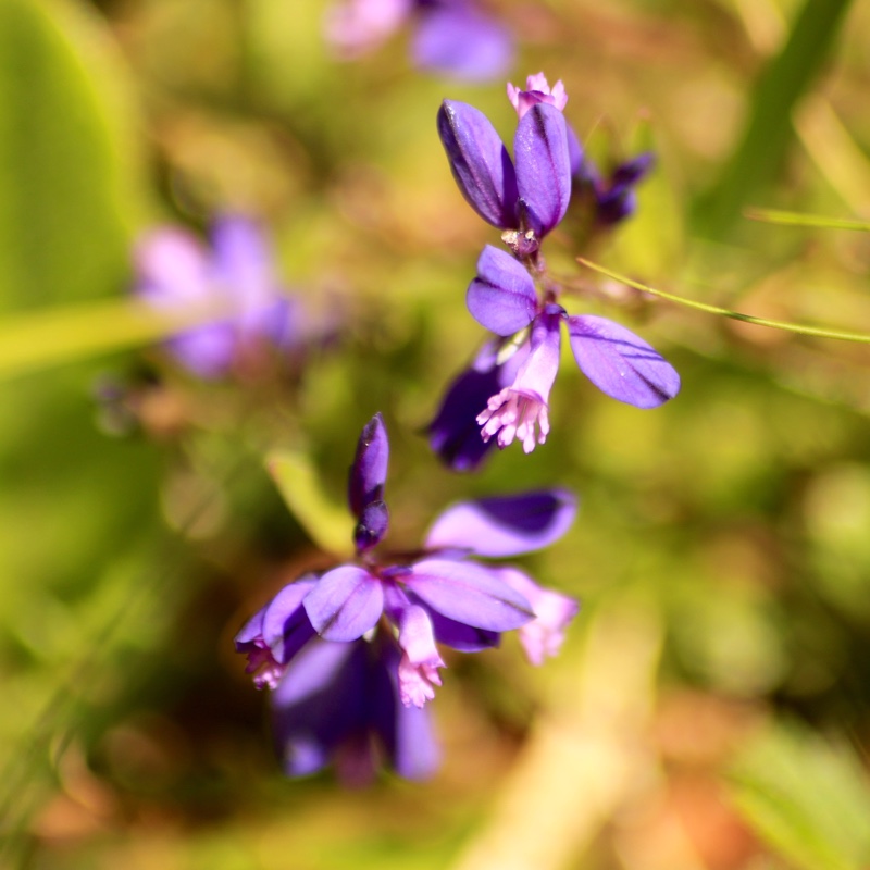 Polygala vulgaris in the GardenTags plant encyclopedia Common Milkwort in the GardenTags plant encyclopedia