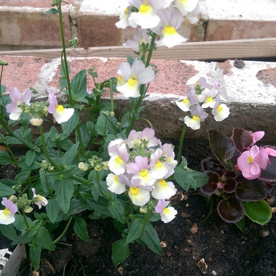 Nemesia maritana Sweet Lady in the GardenTags plant encyclopedia Nemesia Sweet Lady in the GardenTags plant encyclopedia