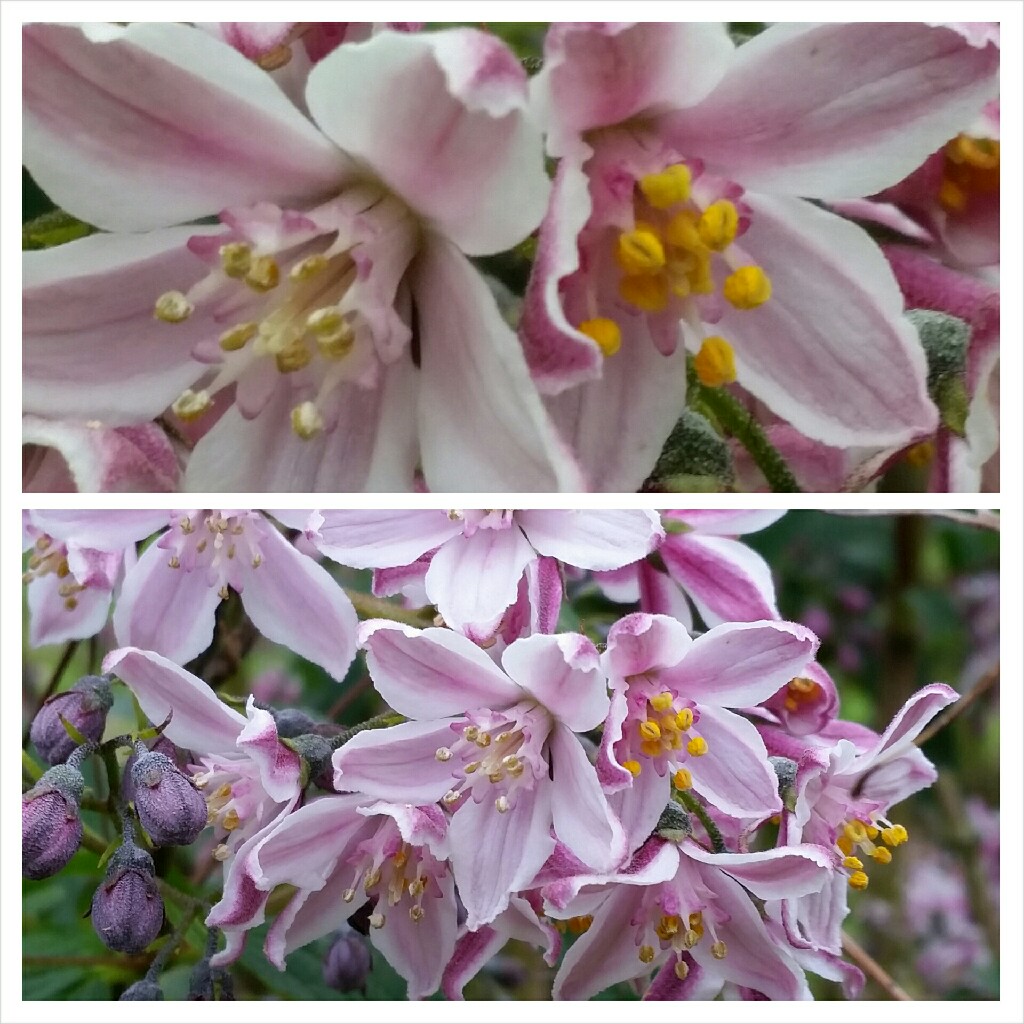 Deutzia Iris Alford in the GardenTags plant encyclopedia Deutzia Iris Alford in the GardenTags plant encyclopedia