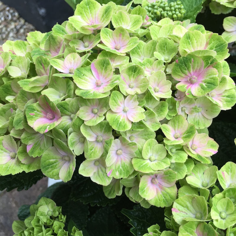 Hydrangea macrophylla Magical Amethyst in the GardenTags plant encyclopedia Hydrangea Magical Amethyst in the GardenTags plant encyclopedia