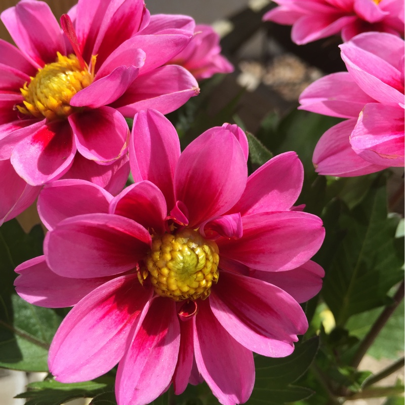Dahlia Amazon Pink in the GardenTags plant encyclopedia Dahlia Amazon Pink (Bedding) in the GardenTags plant encyclopedia