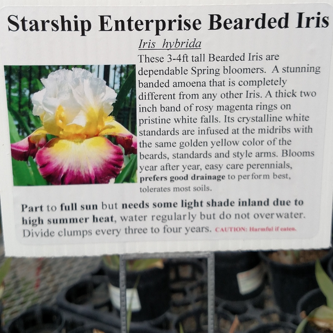 Bearded Iris Starship Enterprise (Tall) in the GardenTags plant encyclopedia