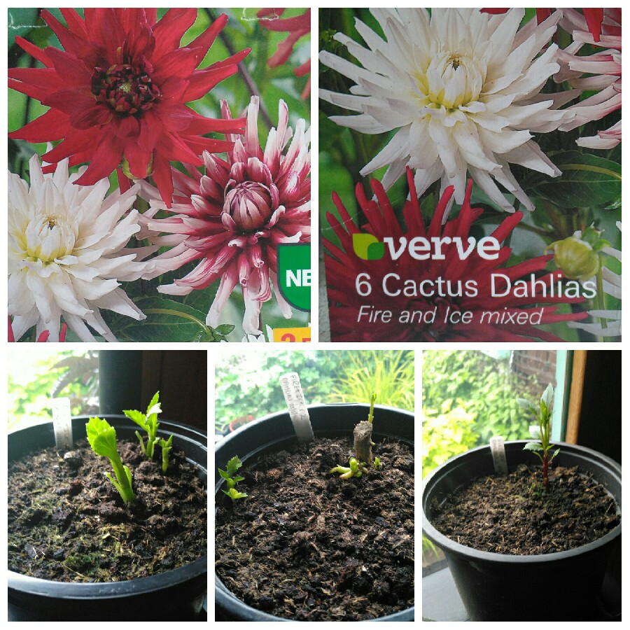 Dahlia Fire And Ice in the GardenTags plant encyclopedia Dahlia Fire And Ice in the GardenTags plant encyclopedia