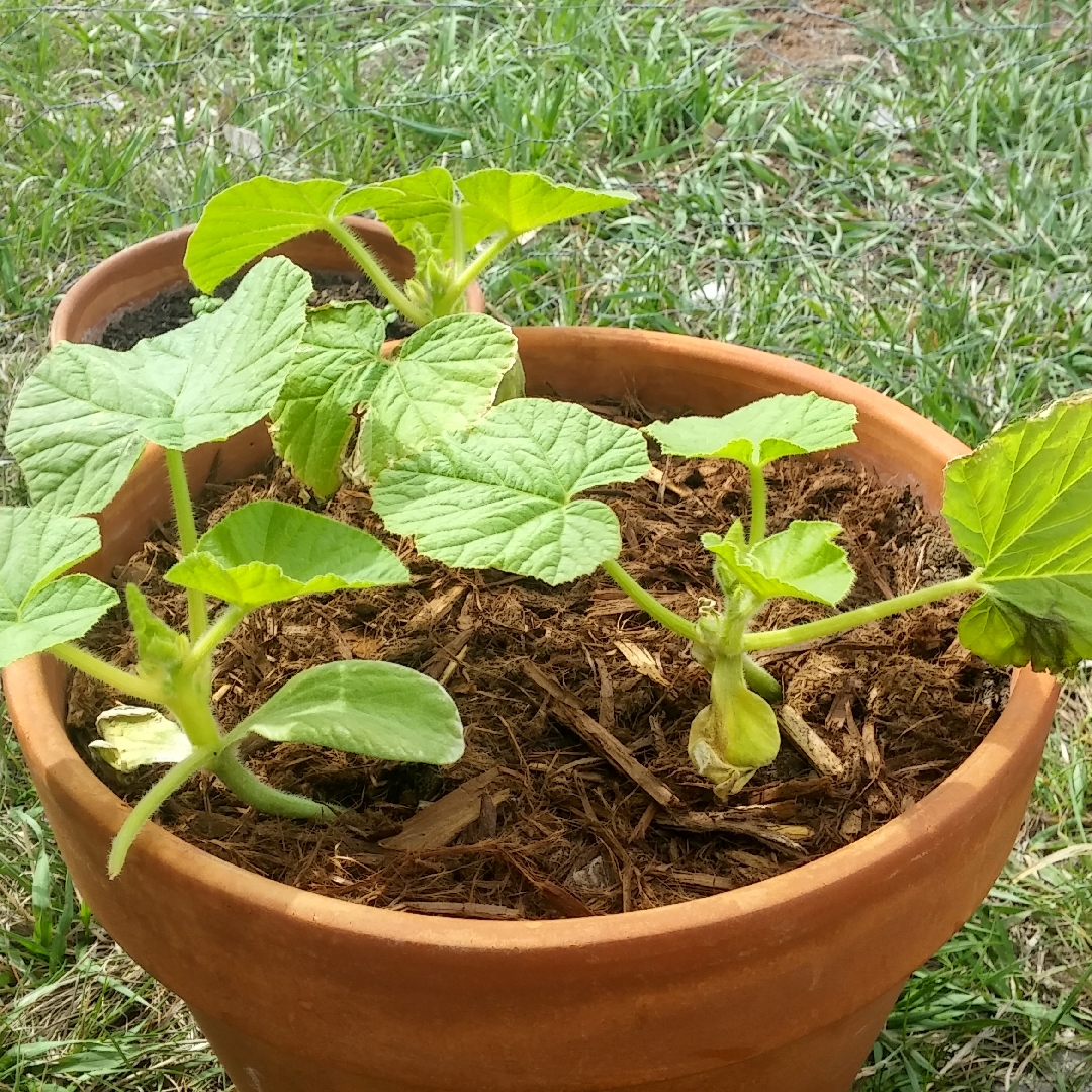 Cucurbita Maxima Delica F1 in the GardenTags plant encyclopedia Pumpkin Delica F1 in the GardenTags plant encyclopedia