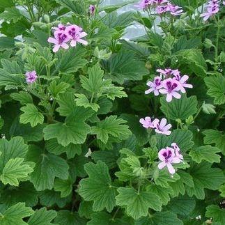 Pelargonium Orange Fizz in the GardenTags plant encyclopedia Pelargonium Orange Fizz (Scented) in the GardenTags plant encyclopedia
