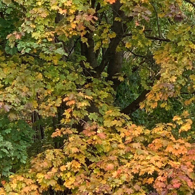 Plant image Acer rubrum
