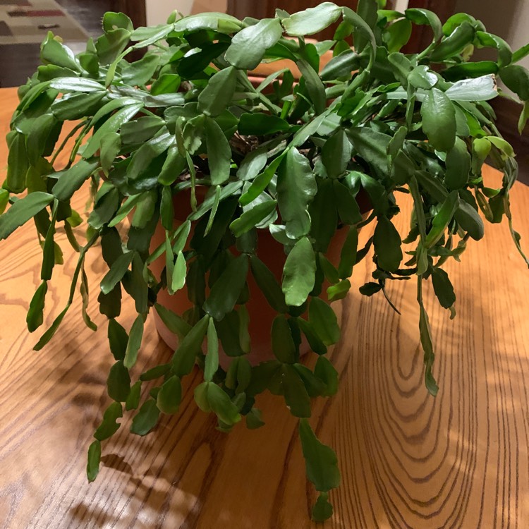 Plant image Schlumbergera