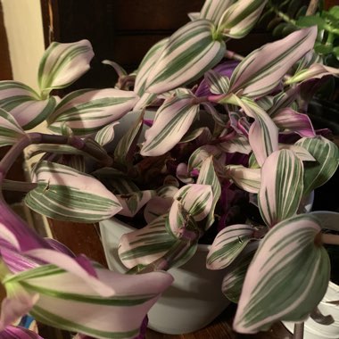 Tradescantia  'Houseplants'