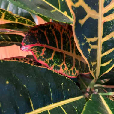 Codiaeum variegatum