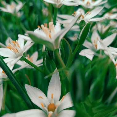 Star of Bethlehem
