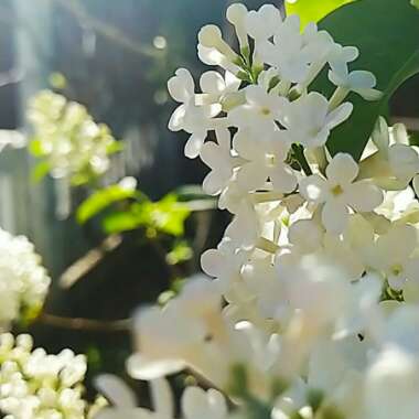 Lilac 'Madame Lemoine'