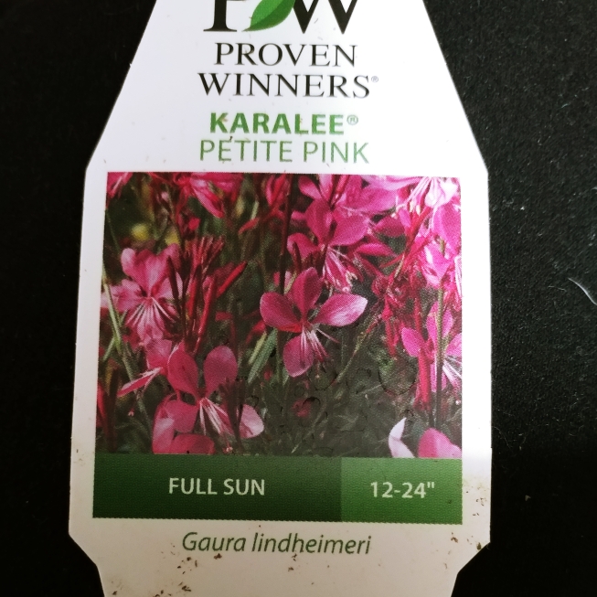 Plant image Oenothera lindheimeri 'Passionate Pink' syn. Gaura lindheimeri 'Passionate Pink'