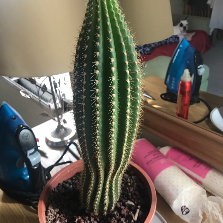 Plant image Trichocereus grandiflorus hybrid