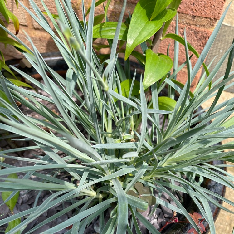 Plant image Dianthus caryophyllus 'Peman'