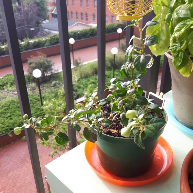 Plant image Fuchsia 'Bella Fuchsia Mariska'