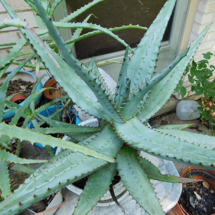 Plant image Aloe ferox