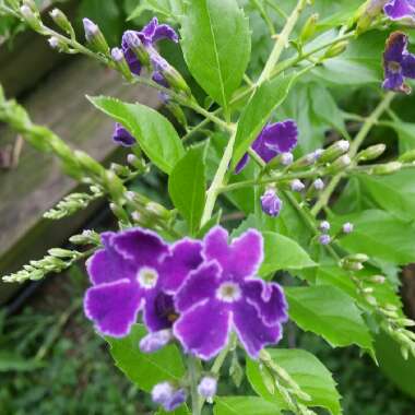 Stacy's garden