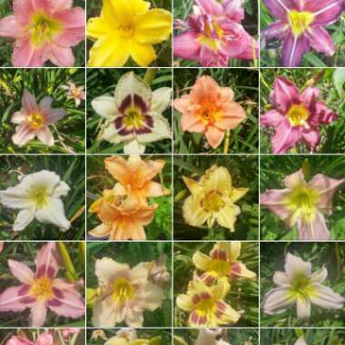 Daylily 'Wild Horses'