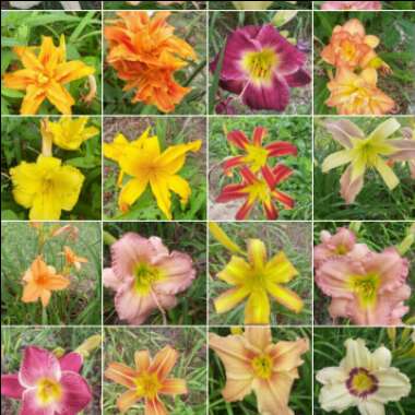 Stacy's garden