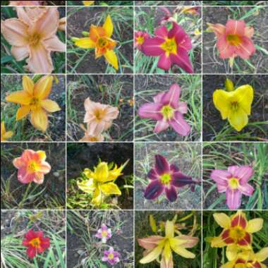 Stacy's garden