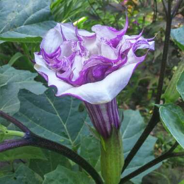 Devil's Trumpets