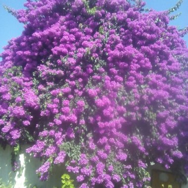 Ali's garden