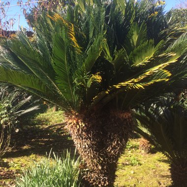 Ali's garden