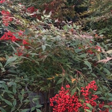 Ali's garden