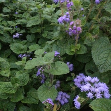 Ali's garden