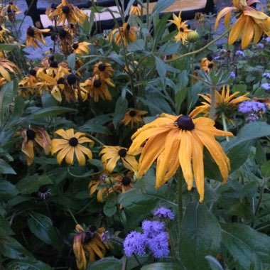Ali's garden