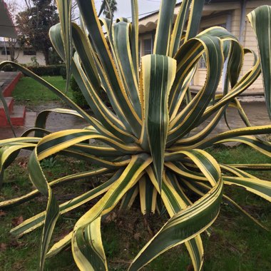 Ali's garden