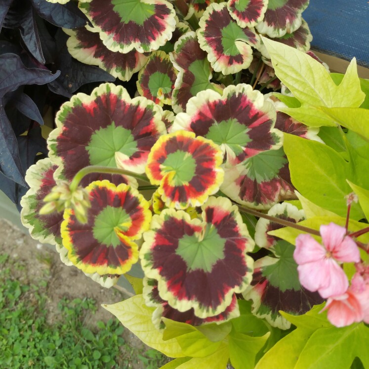 Plant image Pelargonium 'Mrs Pollock'