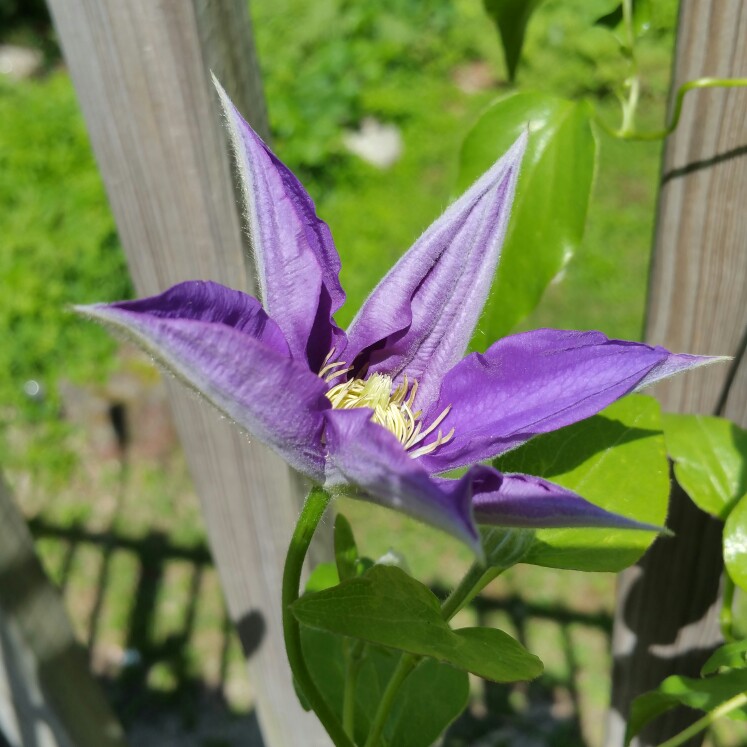 plant image 175777
