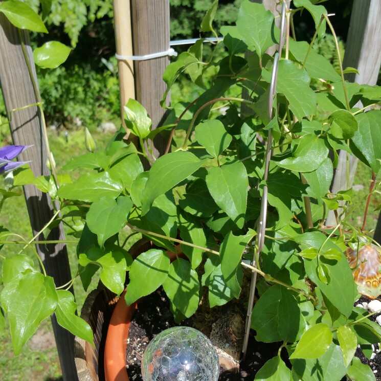 plant image 175778
