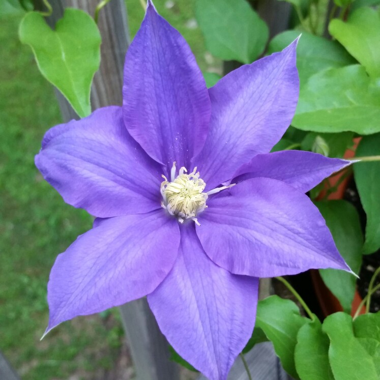 Clematis alpina 'Blue Dancer'