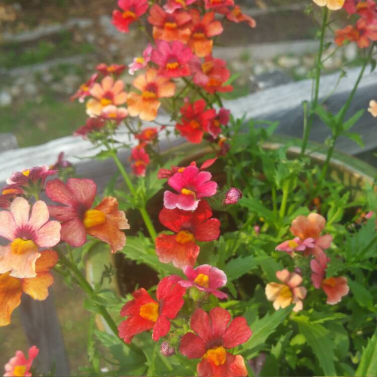 plant image 404802