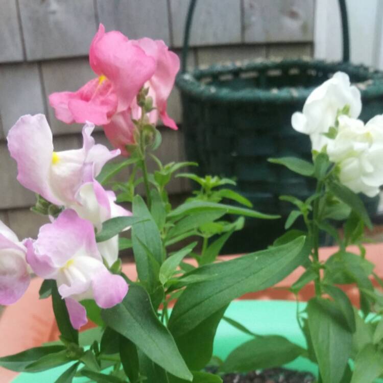 Plant image Antirrhinum majus 'Peaches And Cream'